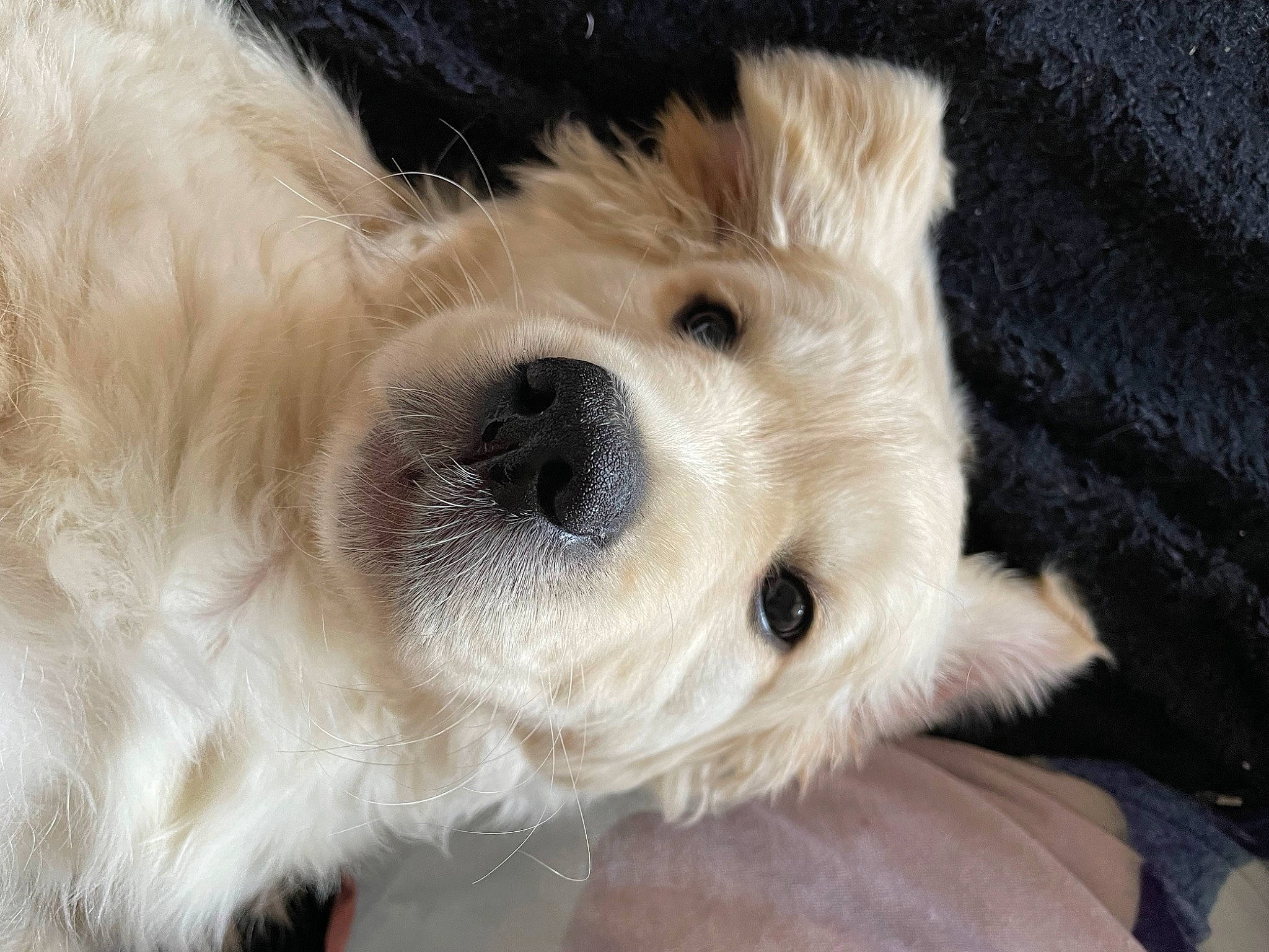 Merry a rejoint le concours — aidez-le/la à gagner de superbes lots ! canidae, carnivore, close_up, companion_dog, dog, dog_breed, fawn, fur, non_sporting_group, paw, puppy_love, small_terrier, sporting_group, terrestrial_animal, terrier, toy_dog, whiskers, working_animal