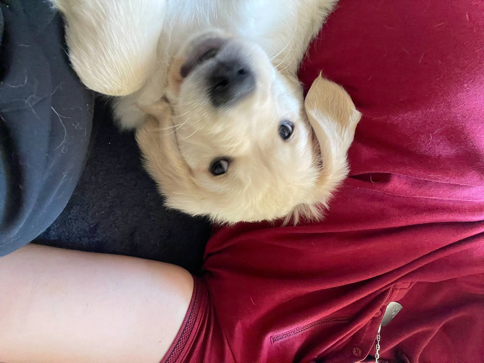 Merry participe au concours pour gagner de l'argent avec cette photo : canidae, carnivore, comfort, companion_dog, couch, dog, dog_breed, dog_supply, ear, fawn, fur, nap, puppy_love, small_terrier, snout, sporting_group, stuffed_toy, toy_dog, whiskers, working_animal