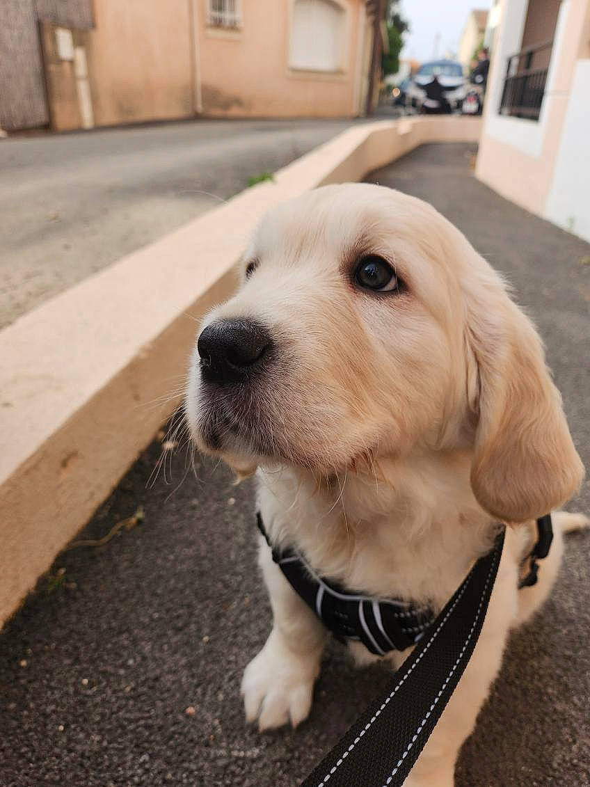 Merry participe au concours pour gagner de l'argent avec cette photo : canidae, carnivore, collar, companion_dog, dog, dog_breed, dog_collar, dog_supply, fashion_accessory, fawn, flooring, fur, pet_supply, road_surface, sky, snout, sporting_group, whiskers, wood, working_animal