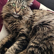 Mystic joined the competition — help win amazing prizes! cat, tabby, fluffy, long_hair, green_eyes, whiskers, ears, face, animal, pet, feline, fur, striped, lying_down, relaxed, portrait, indoors, blanket, cozy, close_up