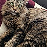 cat, tabby, fluffy, long_hair, green_eyes, whiskers, ears, face, animal, pet, feline, fur, striped, lying_down, relaxed, portrait, indoors, blanket, cozy, close_up