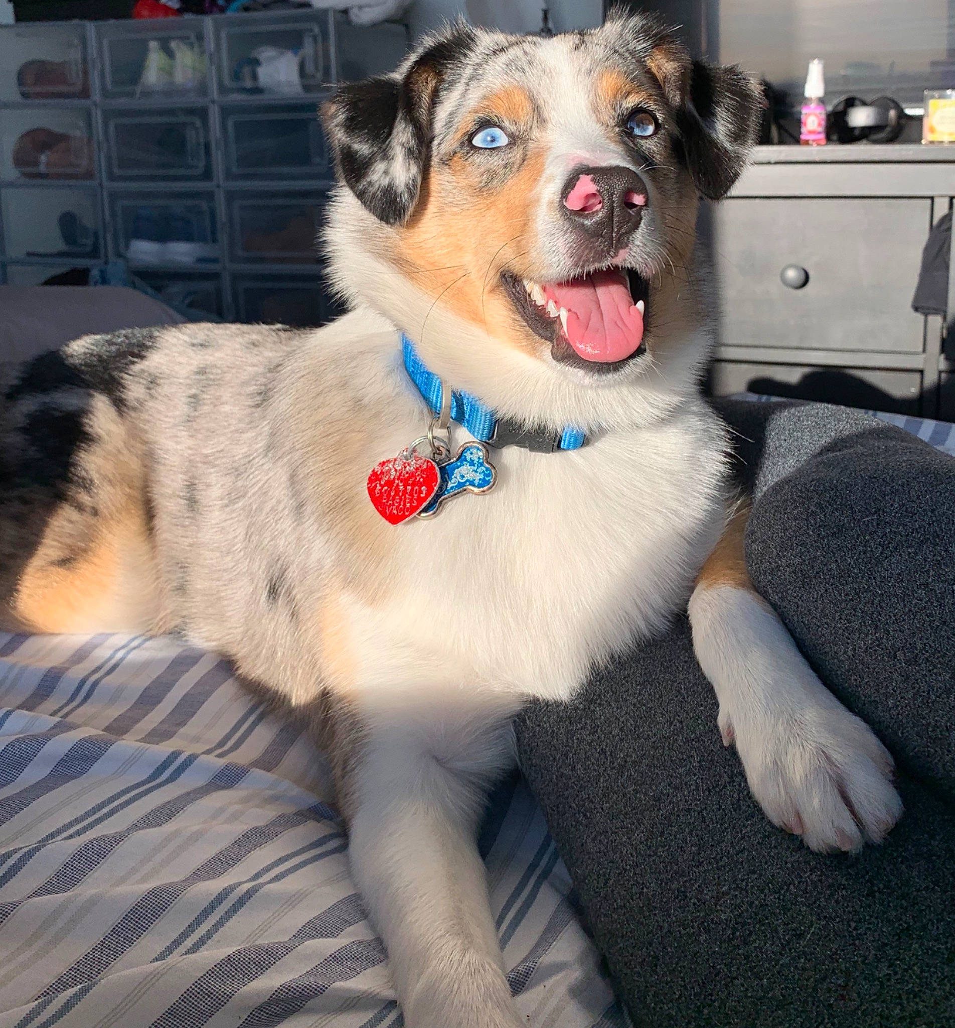 Blu joined the competition — help win amazing prizes! australian_shepherd, canidae, carnivore, companion_dog, dog, dog_breed, dog_collar, eye, fawn, fur, mammal, miniature_australian_shepherd, rare_breed_dog, sporting_group, working_dog