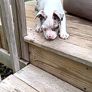 Tank joined the competition — help win amazing prizes! animal, backyard, canine, cute, daylight, dog, ears, fur, nature, outdoor, pet, playful, puppy, small, sniffing, spotted, stairs, wood, wooden_steps, young_dog
