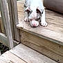 animal, backyard, canine, cute, daylight, dog, ears, fur, nature, outdoor, pet, playful, puppy, small, sniffing, spotted, stairs, wood, wooden_steps, young_dog