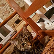 Mirabelle participe au concours pour gagner de l'argent avec cette photo : carnivoran, cat, cat_like_mammal, dragon_li, fur, kitten, small_to_medium_sized_cats, tabby_cat, whiskers, window