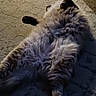 cat, fluffy_cat, pet, feline, lying_down, belly_up, relaxed, sleepy, fur, paws, indoor, carpet, rug, floor, home, living_room, portrait, cozy, funny_pose, animal
