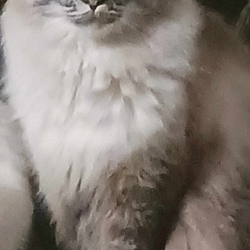 Simba