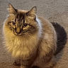 Simba is registered to the contest to win money with this photo: cat, fluffy_cat, long_hair, feline, pet, animal, sitting, carpet, wooden_floor, indoors, home, portrait, front_view, pointed_ears, whiskers, brown_fur, cream_fur, dark_markings, crossed_paw, focused_gaze