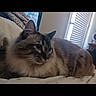 Simba is registered to the contest to win money with this photo: cat, fluffy_cat, long_hair, blue_eyes, whiskers, ears, feline, pet, animal, lying_down, bed, blanket, indoor, bedroom, window, window_blinds, natural_light, cozy, portrait, black_border