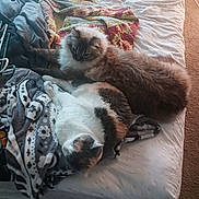 Simba is registered to the contest to win money with this photo: cats, two_cats, pets, felines, fluffy, long_hair, sleeping, lounging, bed, bedroom, blanket, bedding, indoors, home, relaxing, cuddling, brown_cat, white_cat, animal_portrait, cozy