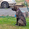 animal, brindle, brown, car, collar, daytime, dog, garden, grass, green, hose, leisure, nature, outdoor, pet, rural, side_view, sitting, stick, yard