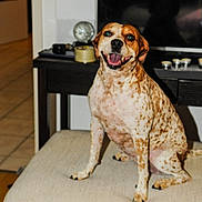 Lexa participe au concours pour gagner de l'argent avec cette photo : dog, pet, canine, spotted_dog, brown_and_white, sitting, smiling, open_mouth, portrait, living_room, sofa, couch, television, furniture, indoor, home, animal, ears, eyes, photography