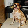 dog, pet, canine, spotted_dog, brown_and_white, sitting, smiling, open_mouth, portrait, living_room, sofa, couch, television, furniture, indoor, home, animal, ears, eyes, photography