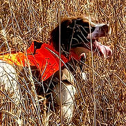 Snowie is registered to the contest to win money with this photo: alert, animal, brown, camouflage, canine, dog, ears, field, fur, grass, muzzle, nature, orange_vest, outdoor, pet, sunlight, tongue_out, walking, white, wildlife