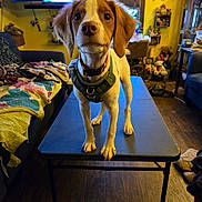 Ranger joined the competition — help win amazing prizes! dog, table, living_room, blanket, stuffed_animals, furniture, flooring, collar, harness, wood_floor, yellow_wall, couch, chair, decorations, pet, indoor, expression, curious, brown_and_white, canine