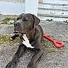 dog, outdoor, pet, gravel, red_toy, steps, white_patch, relaxed, lying_down, close_up, daylight, animal, canine, pavement, front_paws, closed_eyes, toy, gray_coat, background, resting