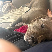 Aïko a rejoint le concours — aidez-le/la à gagner de superbes lots ! dog, couch, blanket, pet, resting, indoor, cozy, hand, relaxed, canine, fur, comfort, closeup, companion, home, domestic, animal, snuggle, lap, soft