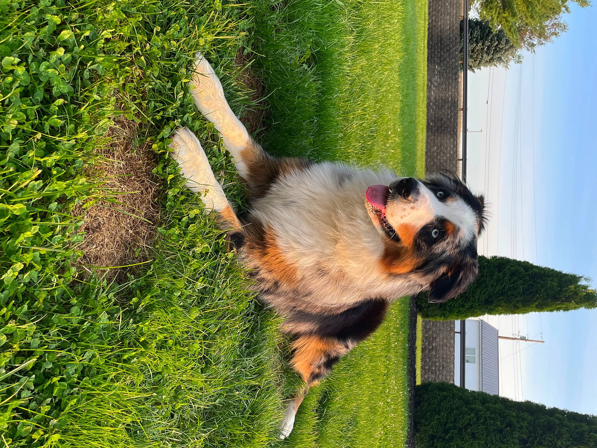 Memphis joined the competition — help win amazing prizes! canidae, carnivore, companion_dog, dog, dog_breed, fawn, german_shepherd_dog, grass, groundcover, old_german_shepherd_dog, people_in_nature, plant, sky, snout, sporting_group, tail, terrestrial_animal, tree, working_animal, working_dog