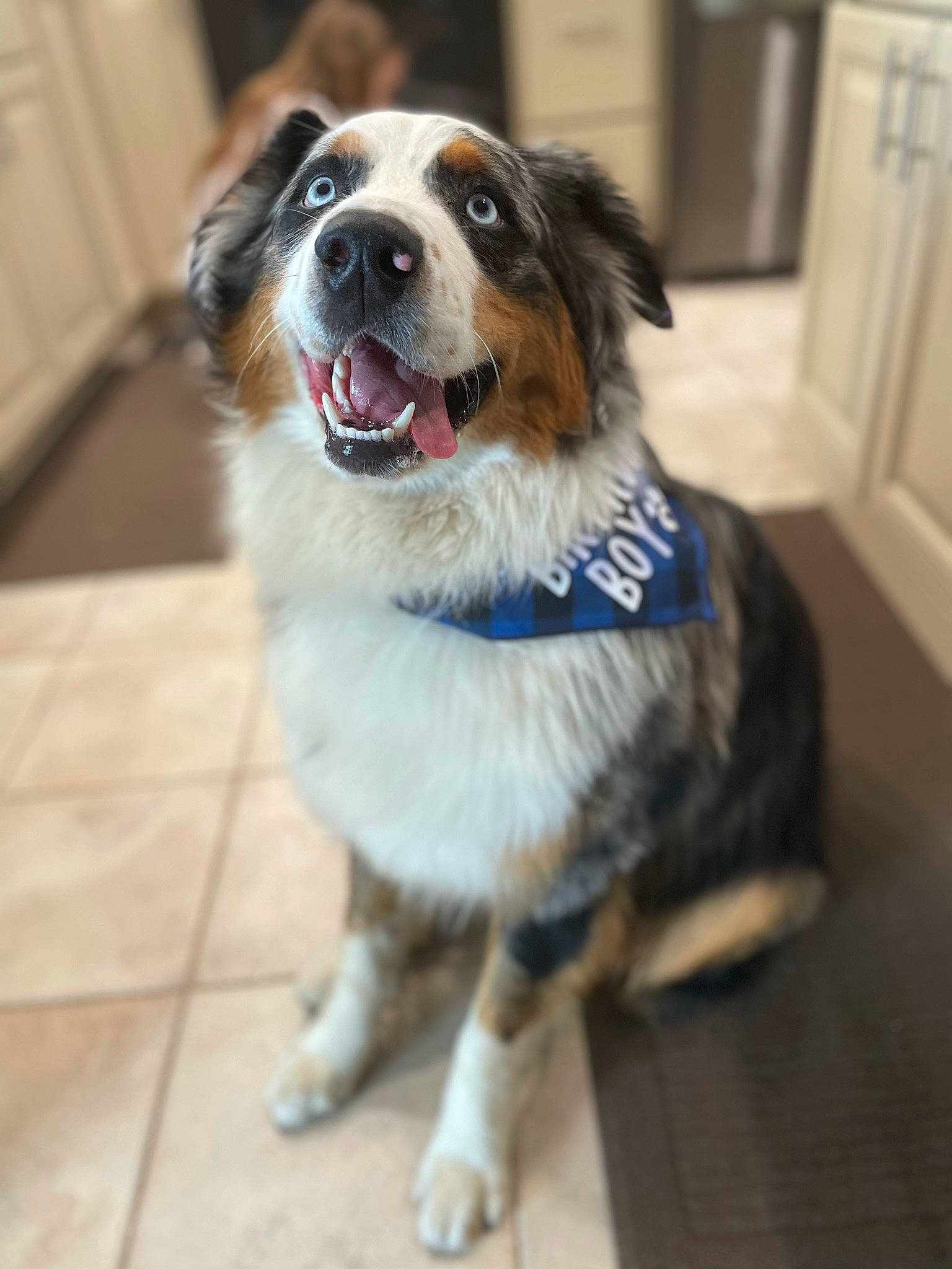 Memphis is registered to the contest to win money with this photo: ancient_dog_breeds, canidae, carnivore, collar, companion_dog, dog, dog_breed, door, flooring, fur, herding_dog, paw, sporting_group, tail, whiskers, working_animal, working_dog