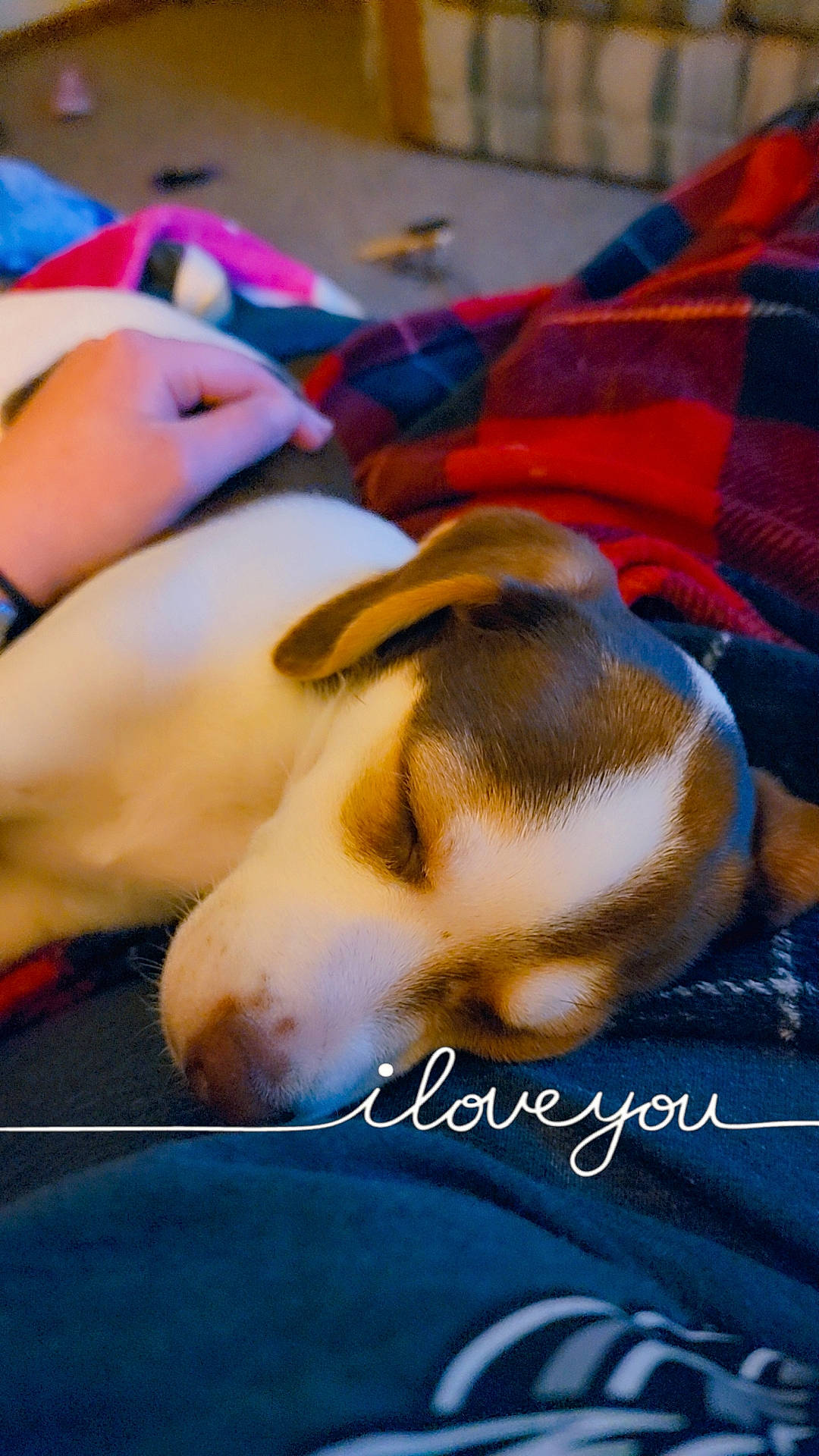Ollie is registered to the contest to win money with this photo: bedtime, canidae, carnivore, comfort, companion_dog, dog, dog_breed, fawn, fur, happy, human_leg, linens, nap, non_sporting_group, paw, puppy, sky, sleep, snout, sporting_group