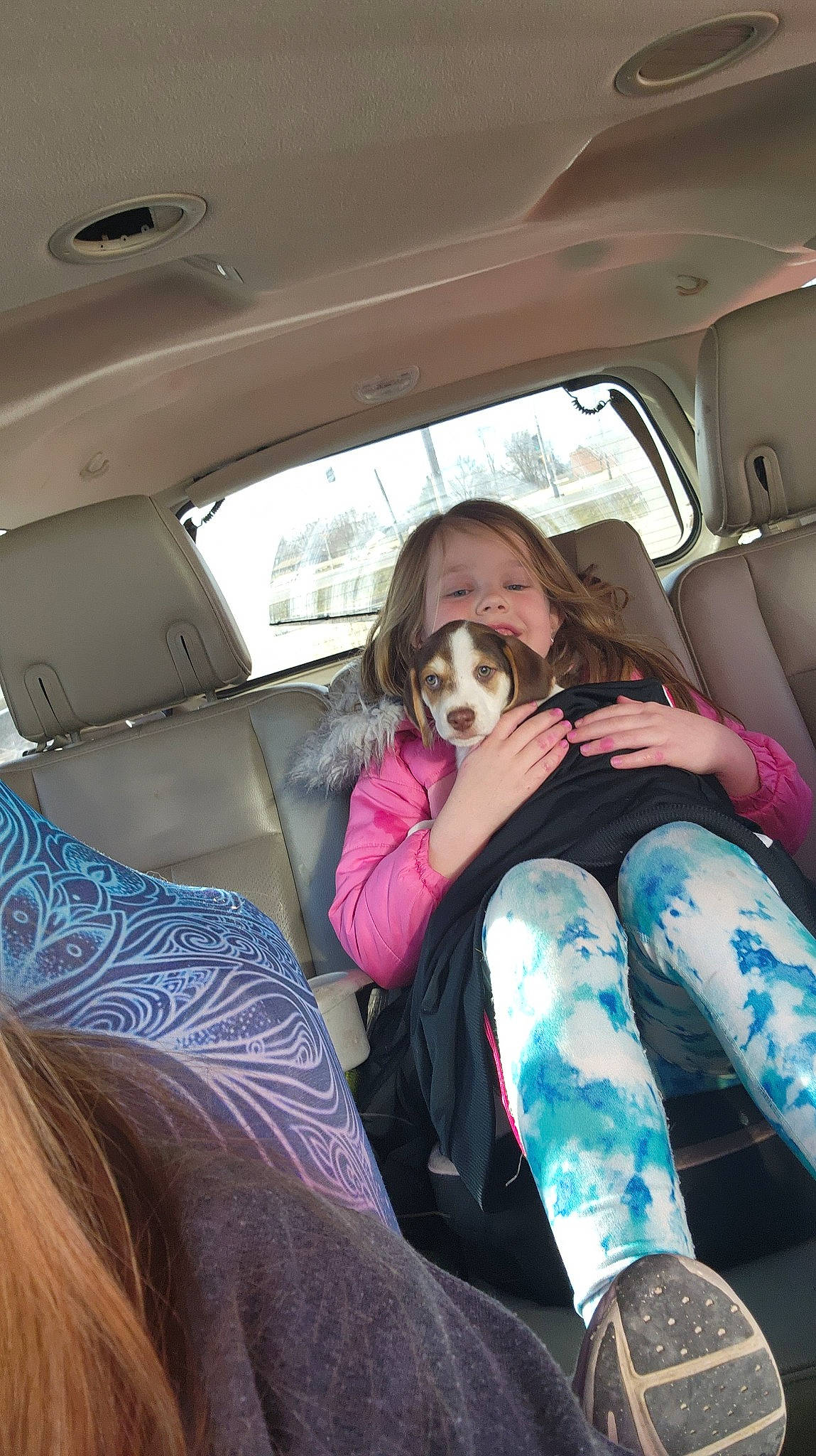 Ollie joined the competition — help win amazing prizes! automotive_design, automotive_exterior, car, car_seat, car_seat_cover, carnivore, comfort, dog, eyewear, fawn, hair, leg, motor_vehicle, steering_part, steering_wheel, thigh, tints_and_shades, vehicle, vehicle_door, window