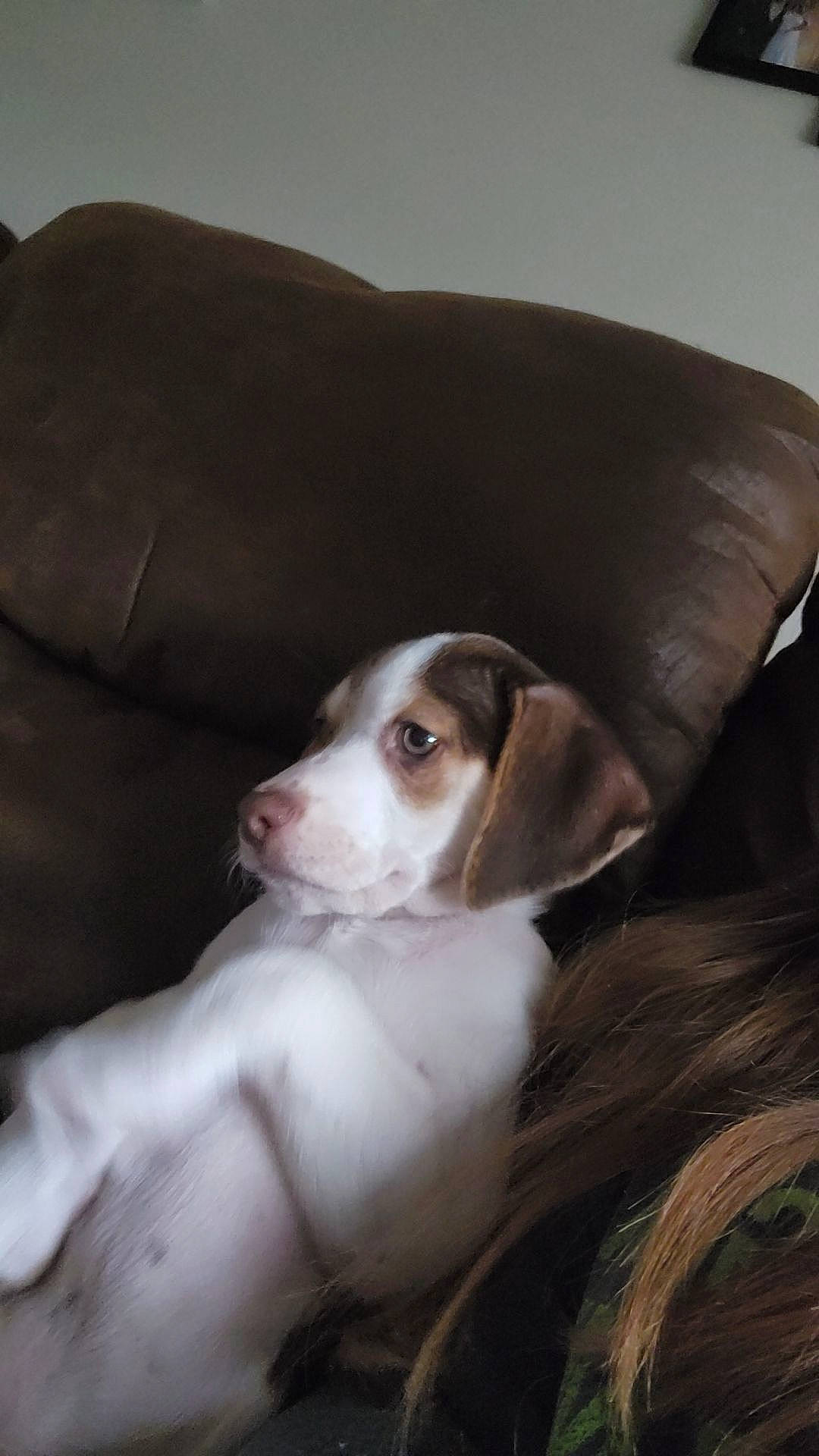 Ollie joined the competition — help win amazing prizes! bored, canidae, carnivore, comfort, companion_dog, couch, dog, dog_breed, ear, fawn, fur, gun_dog, liver, scent_hound, snout, spaniel, sporting_group, whiskers, wood, working_animal