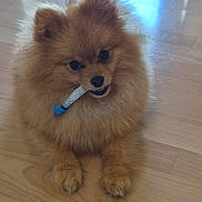 Aston a rejoint le concours — aidez-le/la à gagner de superbes lots ! adorable, animal, brown, companion, curious, cute, dog, domestic_animal, fluffy, fur, indoor, mischievous, mouth, pet, playful, pomeranian, sitting, small_tube, tongue, wooden_floor