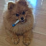 adorable, animal, brown, companion, curious, cute, dog, domestic_animal, fluffy, fur, indoor, mischievous, mouth, pet, playful, pomeranian, sitting, small_tube, tongue, wooden_floor