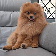 Aston a rejoint le concours — aidez-le/la à gagner de superbes lots ! dog, pomeranian, fluffy, pet, animal, couch, leather, indoor, smiling, sitting, cute, fur, paw, nose, ears, face, home, relaxed, cozy, furniture