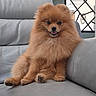 dog, pomeranian, fluffy, pet, animal, couch, leather, indoor, smiling, sitting, cute, fur, paw, nose, ears, face, home, relaxed, cozy, furniture