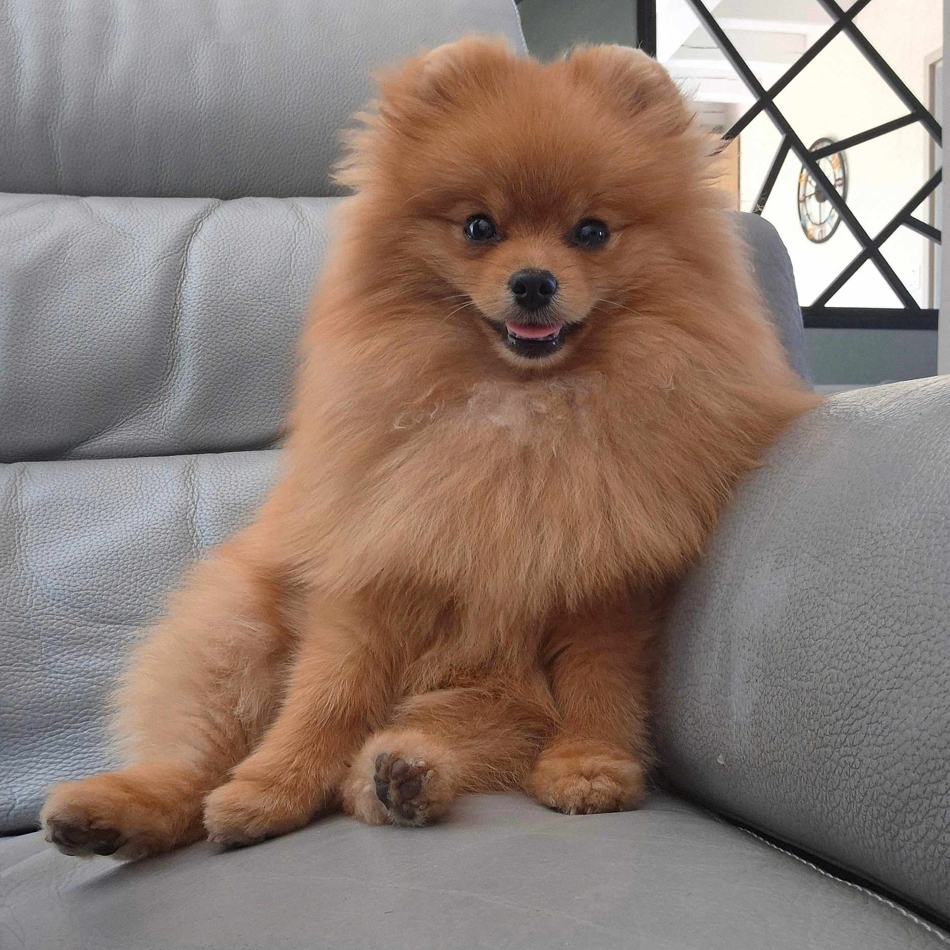 Aston a rejoint le concours — aidez-le/la à gagner de superbes lots ! dog, pomeranian, fluffy, pet, animal, couch, leather, indoor, smiling, sitting, cute, fur, paw, nose, ears, face, home, relaxed, cozy, furniture