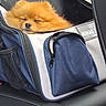 Aston participe au concours pour gagner de l'argent avec cette photo : animal, bag, car_seat, companion, cozy, cute, dog, fluffy, fur, indoor, leisure, mesh_pocket, orange, pet_carrier, pomeranian, resting, sleeping, transport, travel, zipper