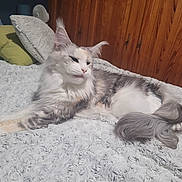 Sassy a rejoint le concours — aidez-le/la à gagner de superbes lots ! cat, fluffy, bed, blanket, pillow, wooden_wardrobe, indoor, pet, relaxed, stretching, fur, cute, cozy, home, animal, resting, sleepy, comfortable, domestic, feline