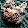Sassy a rejoint le concours — aidez-le/la à gagner de superbes lots ! cat, sleeping, fluffy, curled_up, pet, animal, feline, cozy, relaxation, nap, fur, whiskers, cute, domestic_animal, indoor, blanket, textured, resting, peaceful, soft