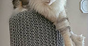 Sassy a rejoint le concours — aidez-le/la à gagner de superbes lots ! cat, fluffy, stool, knitted, wooden_legs, indoor, feline, pet, relaxed, paws, floor, home, cozy, animal, mammal, fur, whiskers, ears, tail, resting