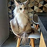 Sassy a rejoint le concours — aidez-le/la à gagner de superbes lots ! cat, fluffy, long_hair, ear_tufts, chair, wooden_legs, tail, indoor, geometric_wall, patterned_wall, modern_furniture, white_chair, pet, animal, sitting, feline, domestic_cat, portrait, calm, house