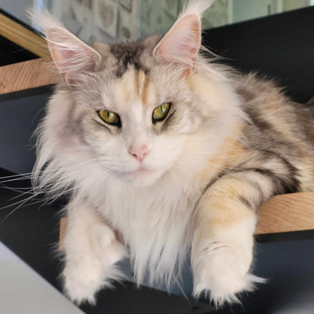 Sassy participe au concours pour gagner de l'argent avec cette photo : cat, fluffy, long_hair, yellow_eyes, wooden_chair, indoor, pet, feline, relaxed, closeup, whiskers, pink_nose, paw, striped, calico, domestic_animal, face, fur, cute, animal