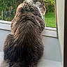 animal, cat, curious, daylight, domestic_animal, feline, fluffy, fur, garden, gray, greenery, house, indoor, looking_out, nature, pet, relaxed, side_view, window, windowsill