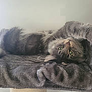Timon participe au concours pour gagner de l'argent avec cette photo : cat, tabby, gray_cat, fluffy, pet, indoor, blanket, stretching, green_eyes, fur, cute, relaxed, cozy, feline, resting, looking_up, whiskers, paw, soft_texture, house_pet