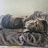 blanket, cat, cozy, cute, feline, fluffy, fur, gray_cat, green_eyes, house_pet, indoor, looking_up, paw, pet, relaxed, resting, soft_texture, stretching, tabby, whiskers