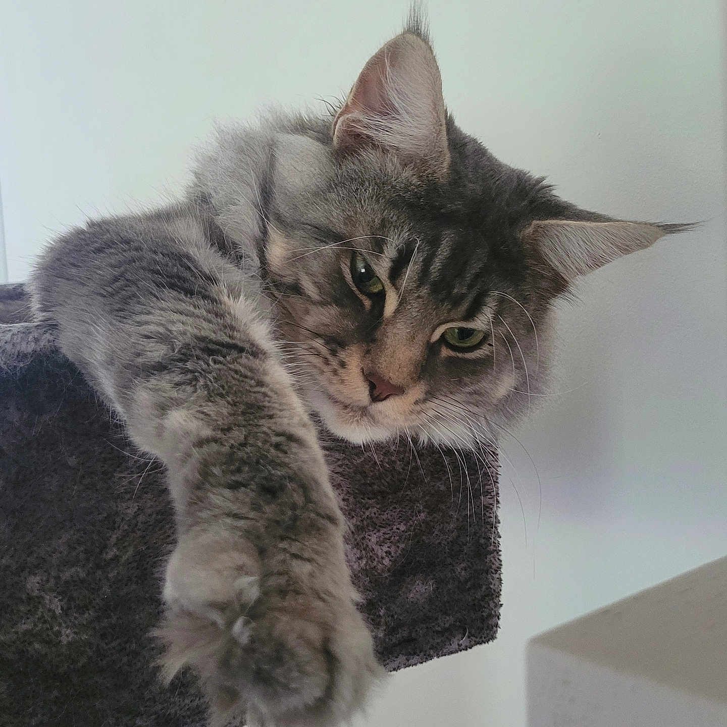 Timon a rejoint le concours — aidez-le/la à gagner de superbes lots ! cat, tabby, gray_cat, fluffy, pet, paw, stretching, feline, animal, cute, domestic_cat, whiskers, ears, closeup, indoor, relaxed, soft_fur, curious, resting, portrait
