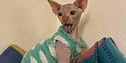Hamilton joined the competition — help win amazing prizes! animal, blanket, cat, colorful_blanket, cozy, cute, domestic_animal, feline, green_sweater, hairless_cat, indoor, pet, playful, sitting, small_pet, sphynx_cat, sweater, textured_wall, tongue_out, wall