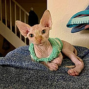 Hamilton is registered to the contest to win money with this photo: animal, blanket, cat, cozy, curious, ears, eyes, feline, furniture, green_sweater, hairless, home, indoor, looking, pet, resting, sphynx_cat, stairs, texture, warm_lighting