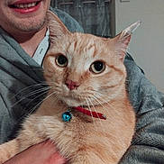 Simba a rejoint le concours — aidez-le/la à gagner de superbes lots ! cat, ginger_cat, pet, animal, collar, bell, person, smile, hoodie, indoor, close_up, face, hand, fur, whiskers, curious, domestic_animal, human, portrait, holding