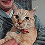 cat, ginger_cat, pet, animal, collar, bell, person, smile, hoodie, indoor, close_up, face, hand, fur, whiskers, curious, domestic_animal, human, portrait, holding