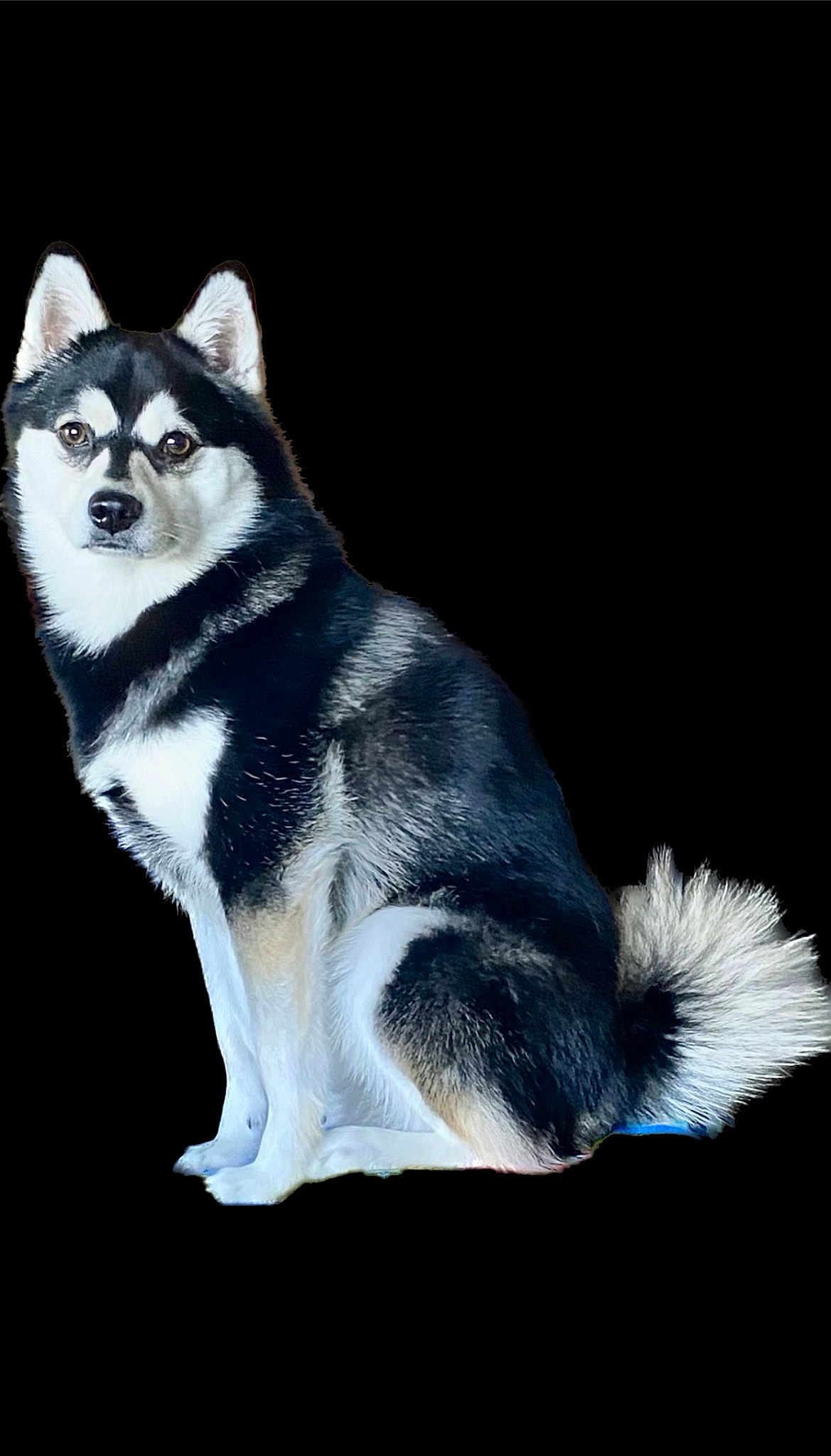 Rocket
