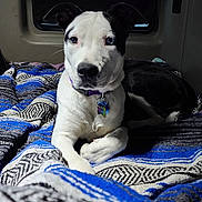 Stormi is registered to the contest to win money with this photo: dog, heterochromia, blue_eye, brown_eye, blanket, patterned_blanket, indoor, pet, collar, tag, lying_down, curious, ears_up, window, cozy, resting, canine, fur, black_and_white, portrait