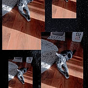 Winston joined the competition — help win amazing prizes! cat, collage, wooden_floor, sunlight, rug, laundry_basket, indoor, pet, animal, stretching, relaxing, multiple_images, shadow, cozy, home, flooring, gray_cat, domestic_cat, feline, quiet