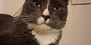 Winston joined the competition — help win amazing prizes! cat, gray_cat, white_fur, green_eyes, pet, indoor, closeup, animal, feline, domestic_cat, whiskers, paw, resting, cute, mammal, fur, face, nose, ears, portrait