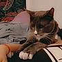 Winston is registered to the contest to win money with this photo: cat, gray_cat, white_paws, pet, indoor, bed, blanket, human_arm, tapestry, relaxation, cozy, feline, resting, comfort, closeup, domestic_animal, animal, fur, whiskers, paw